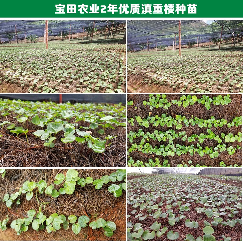 雲南滇重樓育苗