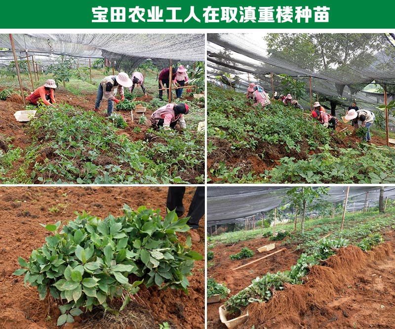 雲南滇重樓種苗
