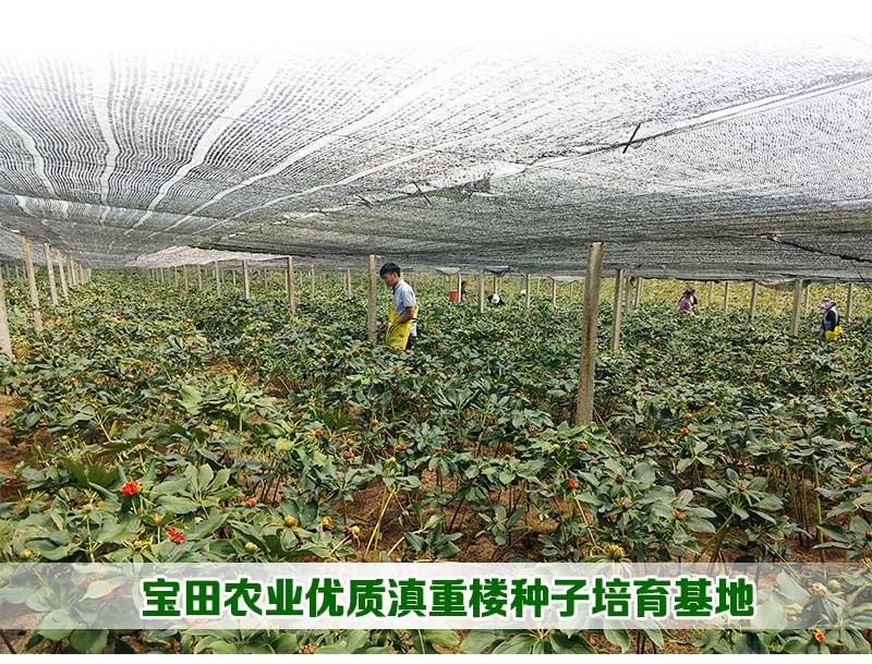 雲南滇重樓種子
