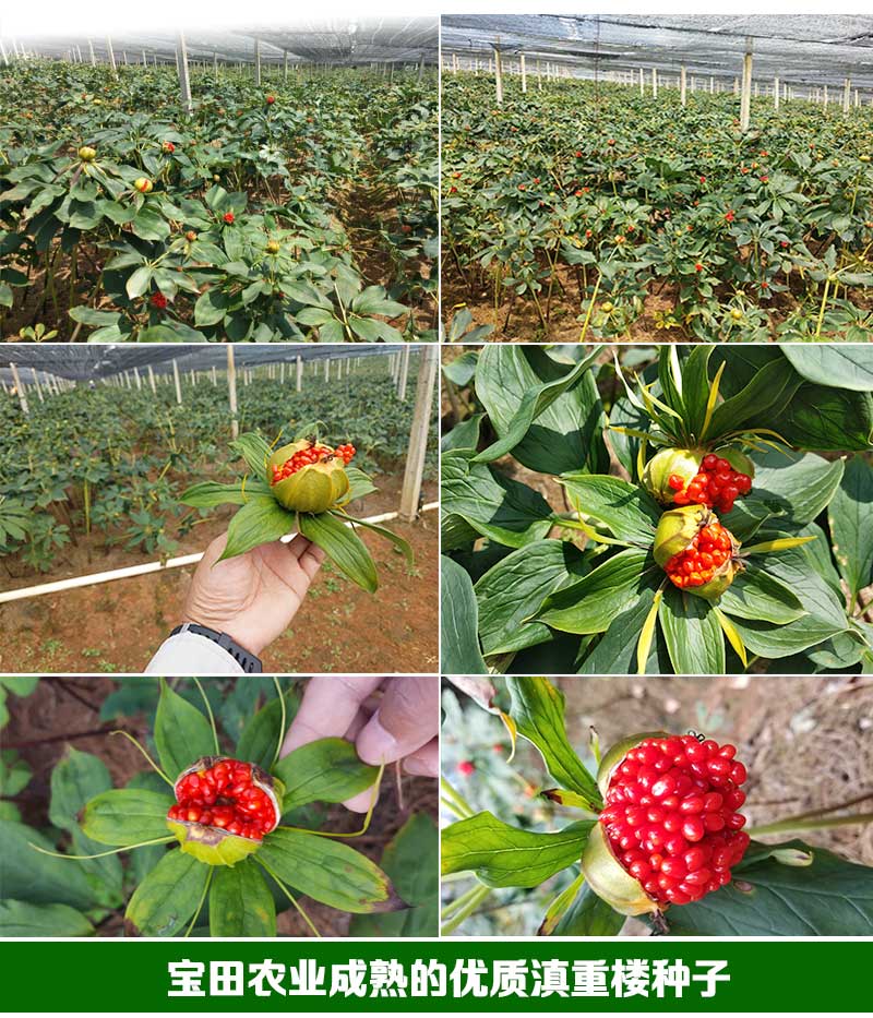 雲南滇重樓種子