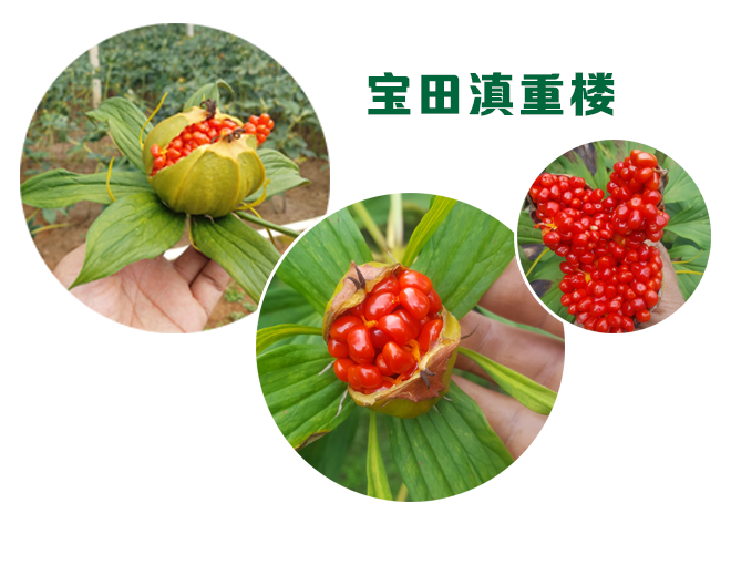 寶田純正優質(zhì)滇重樓品種，質(zhì)量全面保證