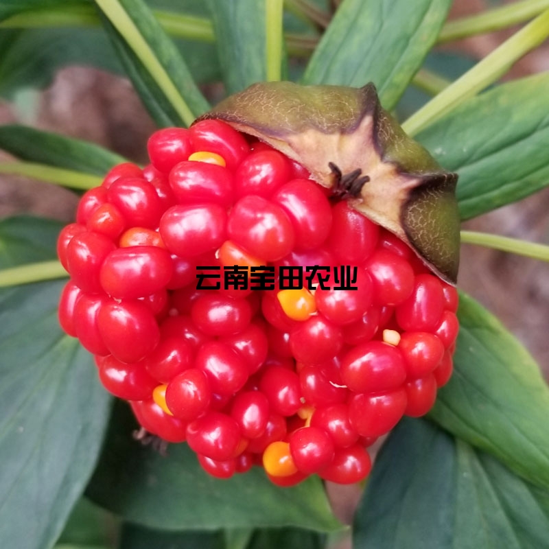 雲南寶田農業優質(zhì)滇重樓種子