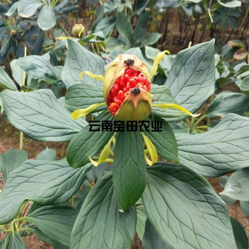 雲南寶田農業優質(zhì)滇重樓種子