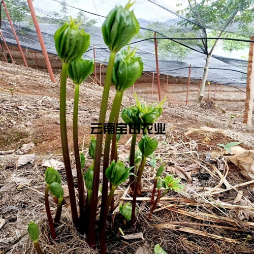 雲南寶田1号滇重樓種苗