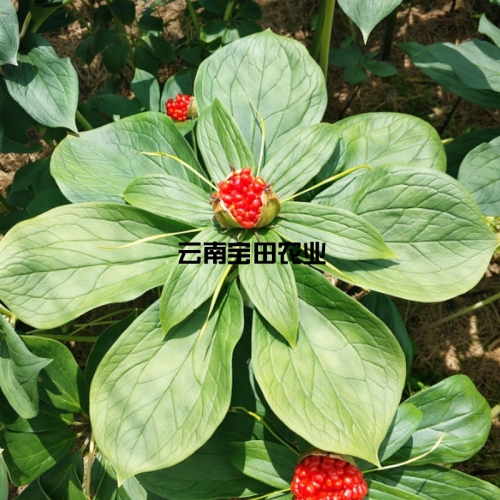 雲南寶田優質(zhì)滇重樓種子