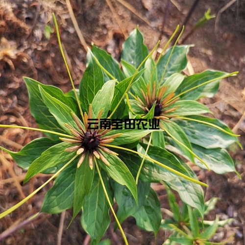 雲南滇重樓種苗6年大苗
