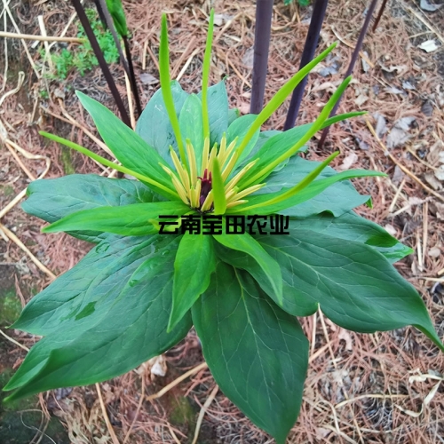 雲南滇重樓種苗6年大苗
