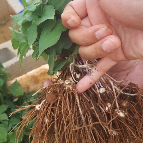 雲南寶田農業3年優質(zhì)滇重樓種苗