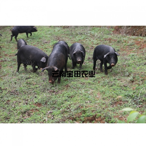彜生态土豬1