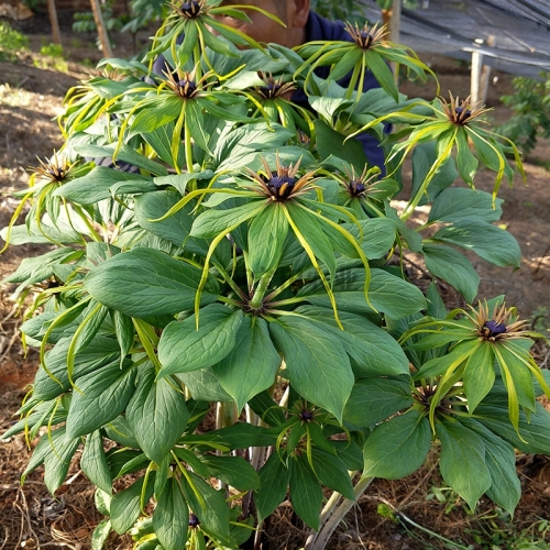 寶田6年的優質(zhì)滇重樓種苗