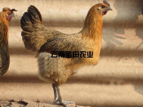 彜生态土母雞118元一公(gōng)斤